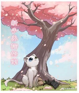 新手养猫指南